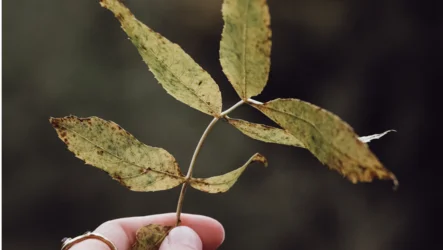 Yoga and it's beginnings