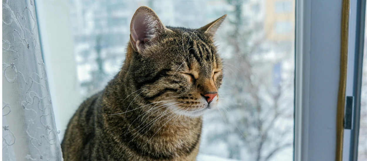 Besser schlafen, winterliche Weisheit für Nieren und Nervensystem
