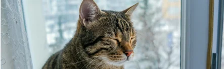 Besser schlafen, winterliche Weisheit für Nieren und Nervensystem