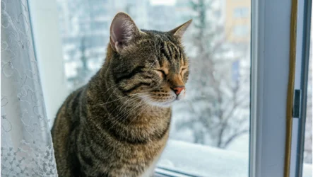 How to Sleep Better, Winter Wisdom for the Kidneys and Nervous System