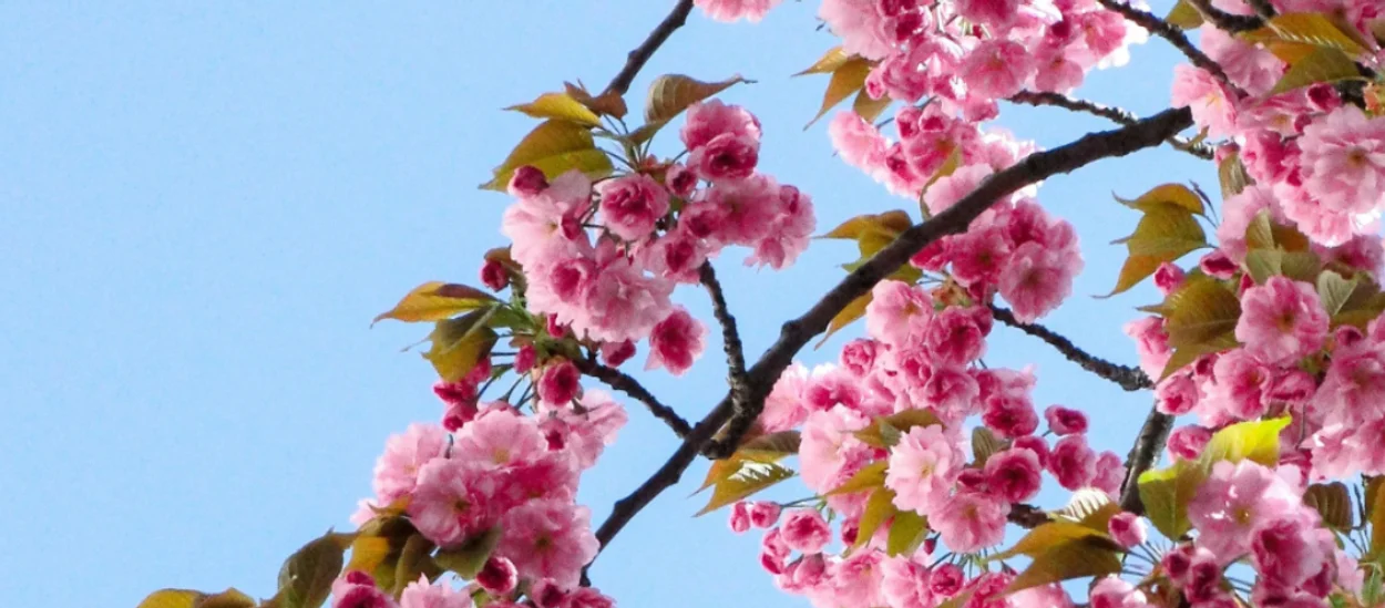 Krepitev zdravja jeter