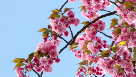 Stärkung der Lebergesundheit