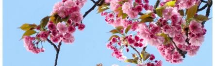 Rafforzare la salute del fegato