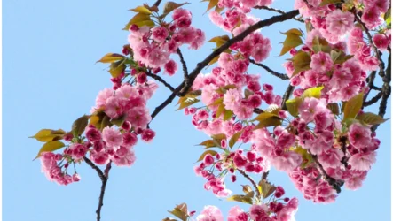 Krepitev zdravja jeter