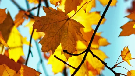 Jesen: obdobje, ko krepimo pljuča